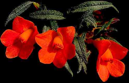 Dendrobium cuthbertsonii      
